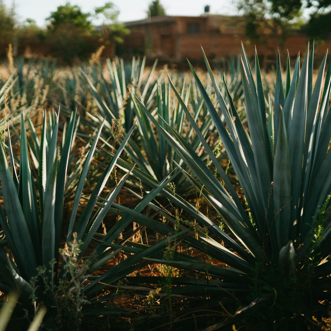 Agave Plant